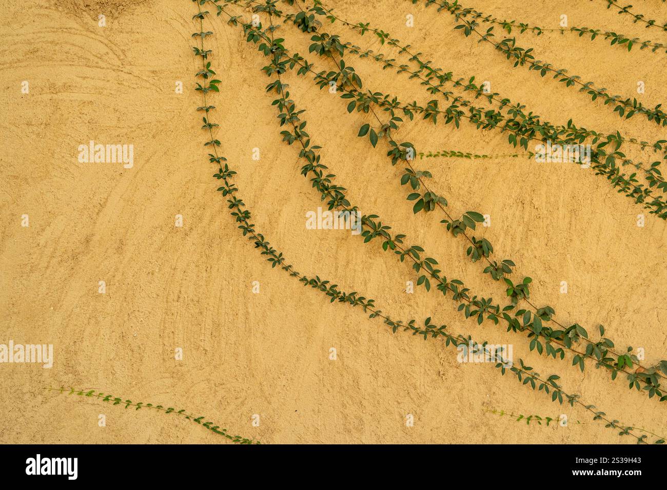 Pareti in argilla astratta texture grunge decorazione di sfondo decorazione interna di fango texture di pietra arenaria sfondo naturale Foto Stock