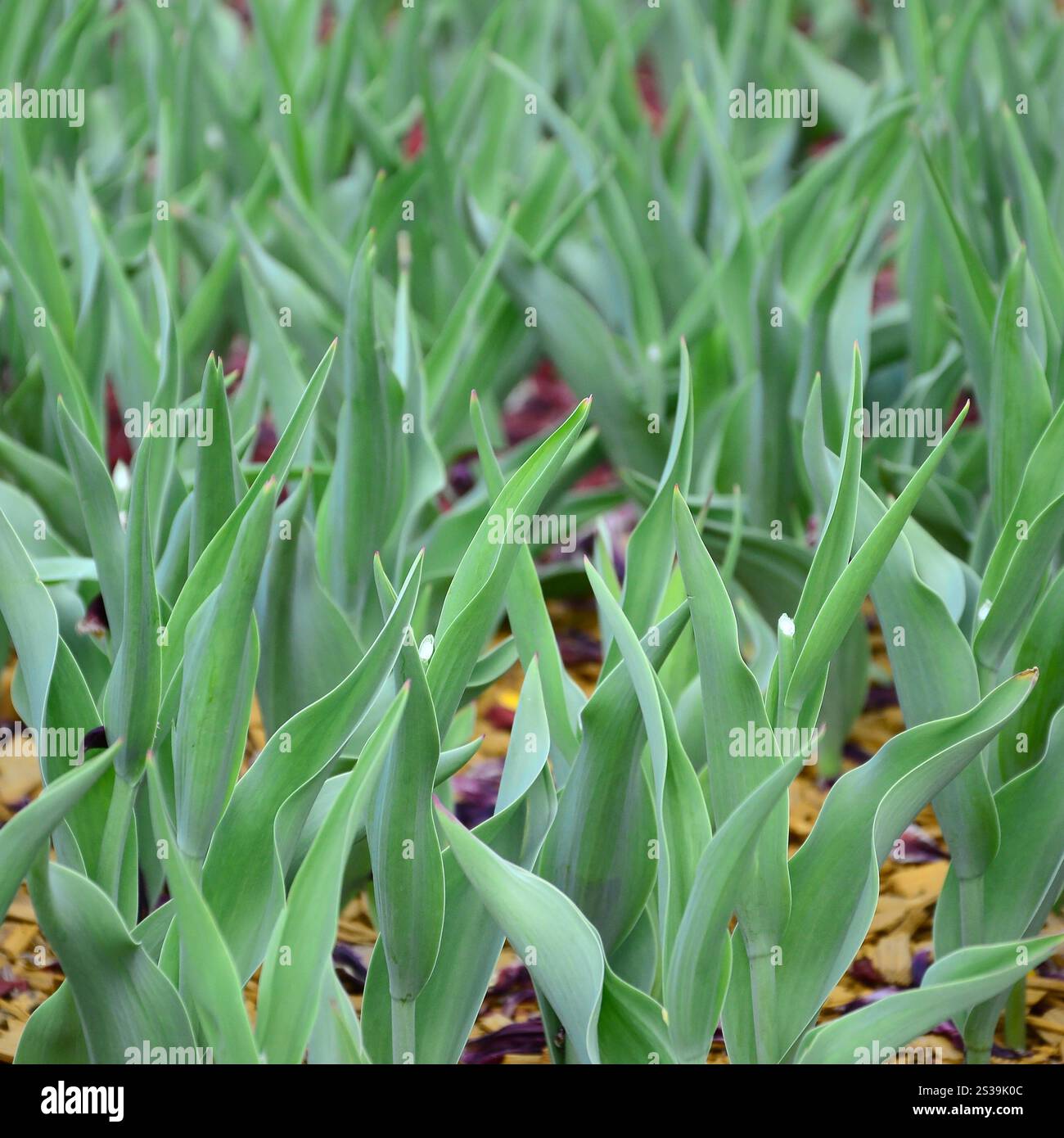 Molti gambi verdi di tulipani rossi crescono in un'aiuola da vicino. Molti gambi verdi di tulipani rossi crescono in un'aiuola Foto Stock