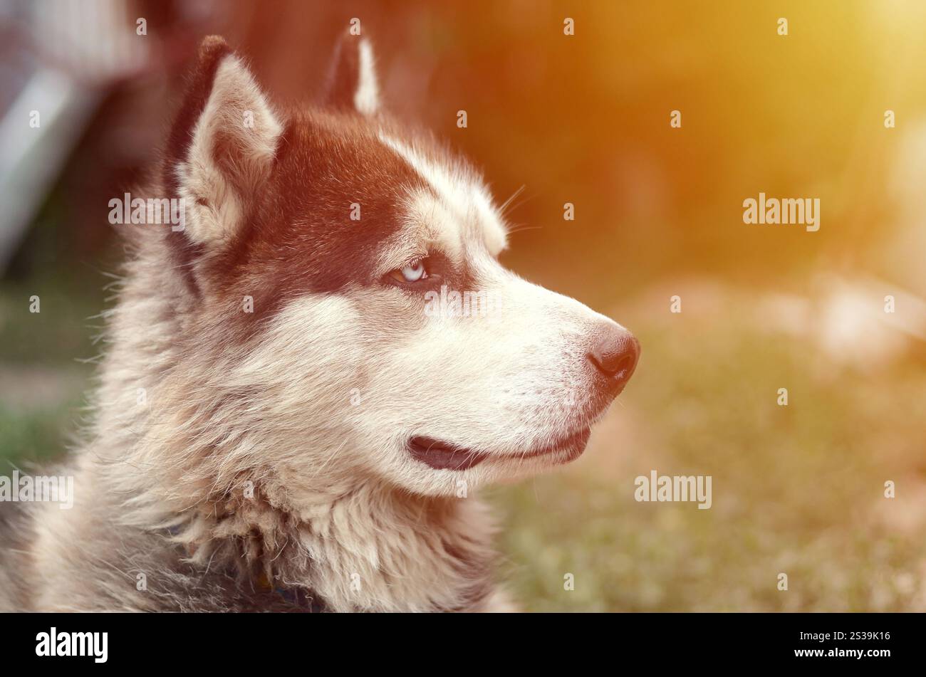 Alaskan Malamute con gli occhi blu. Il Malamute artico è un cane di dimensioni abbastanza grandi, progettato per lavorare nell'imbracatura, uno dei più antichi Foto Stock