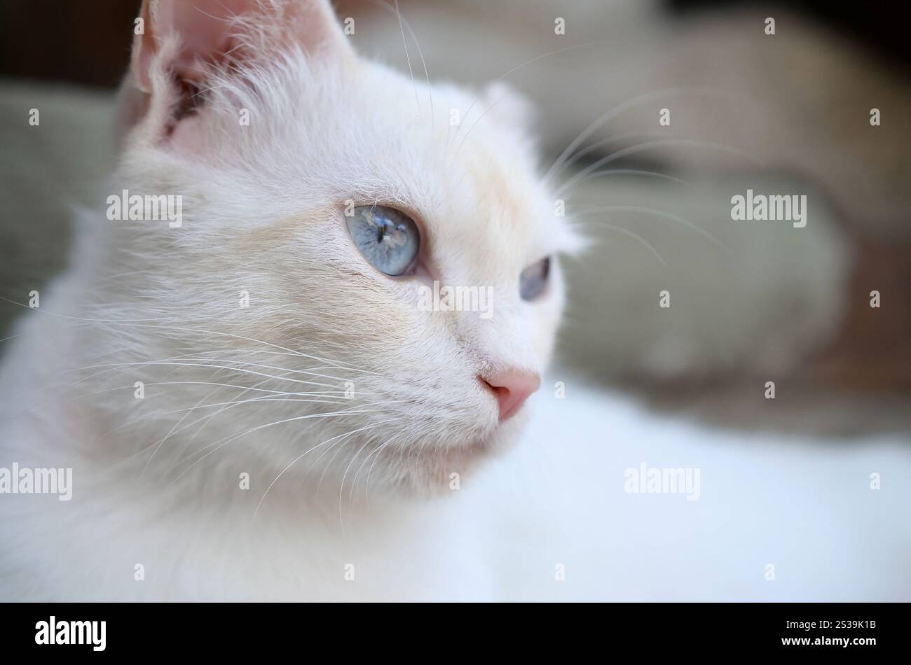 Un gatto bianco puro con occhi blu turchese e orecchie rosa difettose all'aperto. Gatto bianco puro con occhi blu turchese e orecchie rosa difettose Foto Stock