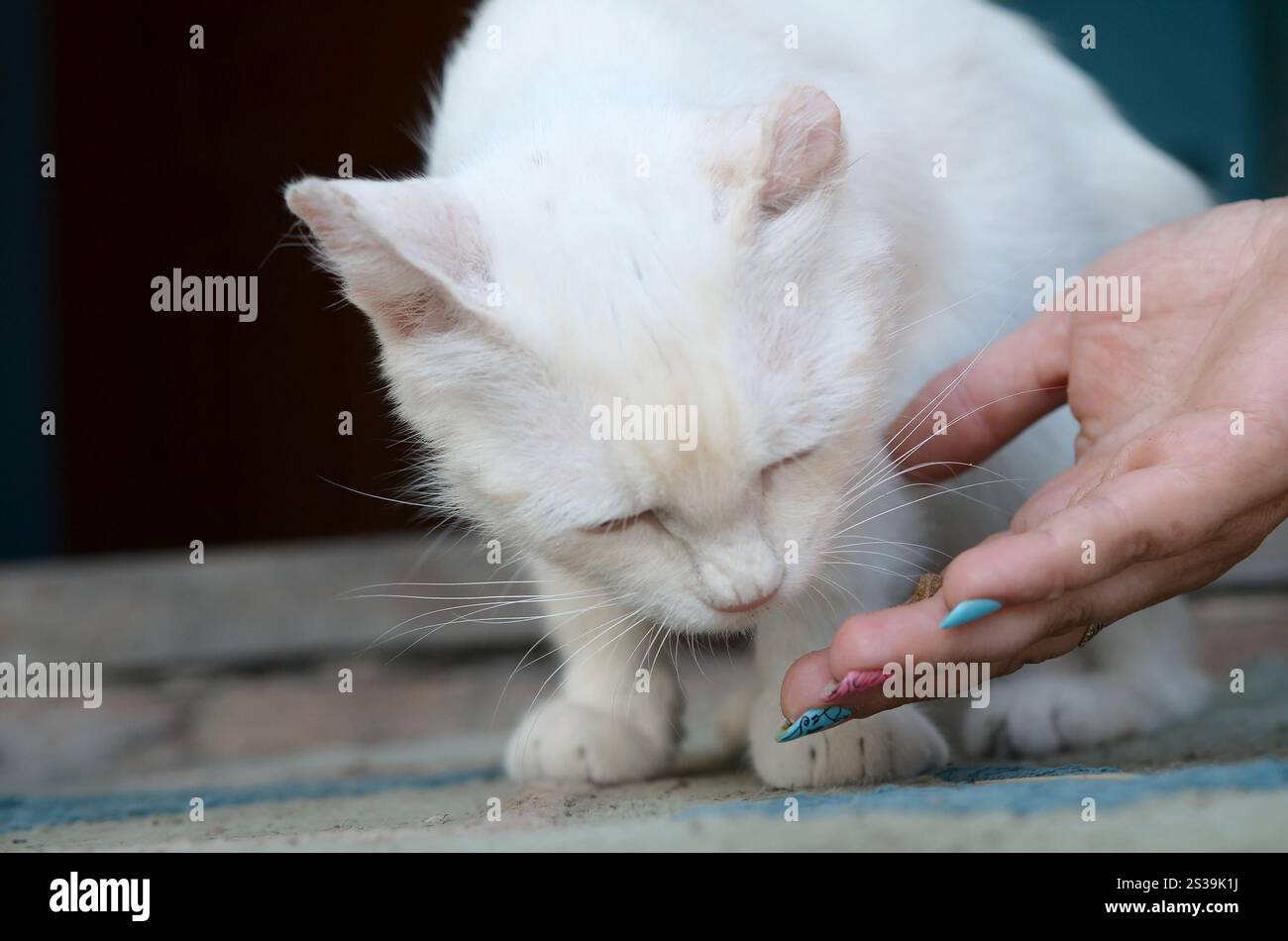 Close up puro alimentazione carino graziosi bel gatto Kitty. Cat abbassare la testa a odore e mangiare alimenti per gatti. un lato utilizzare cucchiaio di alimentare un altro tenere alcuni cat Foto Stock
