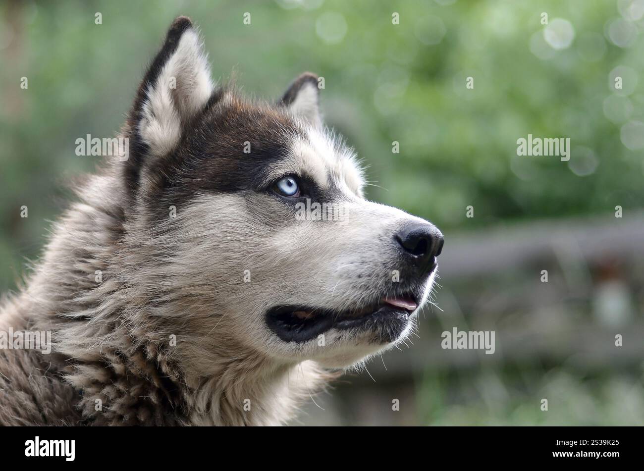 Alaskan Malamute con gli occhi blu. Il Malamute artico è un cane di dimensioni abbastanza grandi, progettato per lavorare nell'imbracatura, uno dei più antichi Foto Stock
