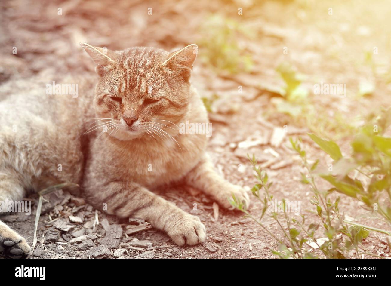 Ritratto muso di un gatto tabby a righe grigie con occhi verdi, messa a fuoco selettiva. Un concetto di umore triste. Triste ritratto alla museruola di un gatto tabby a righe grigie con Foto Stock