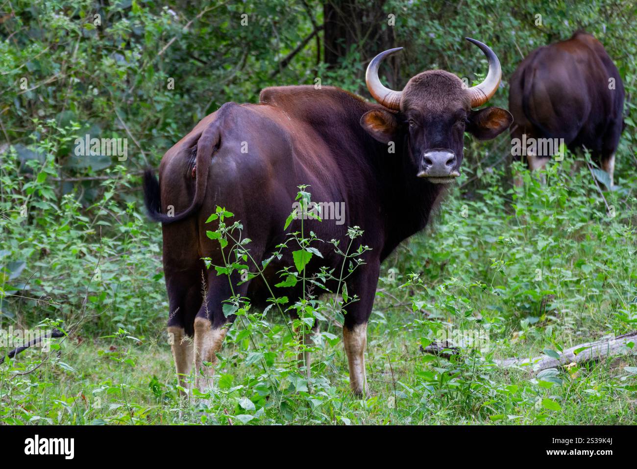 Primo piano di un Gaur conosciuto anche come Indian Bison che guarda indietro durante un safari nella giungla. Foto Stock Primo piano di un Gaur conosciuto anche come Indian Bison che guarda indietro durante un safari nella giungla. Foto Stock