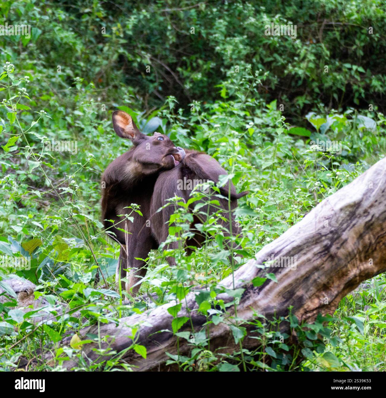 Primo piano di un piccolo Gaur conosciuto anche come Indian Bison che si gratta durante un safari nella giungla. Foto Stock Primo piano di un piccolo Gaur conosciuto anche come Indian Bison che si gratta durante un safari nella giungla. Foto Stock