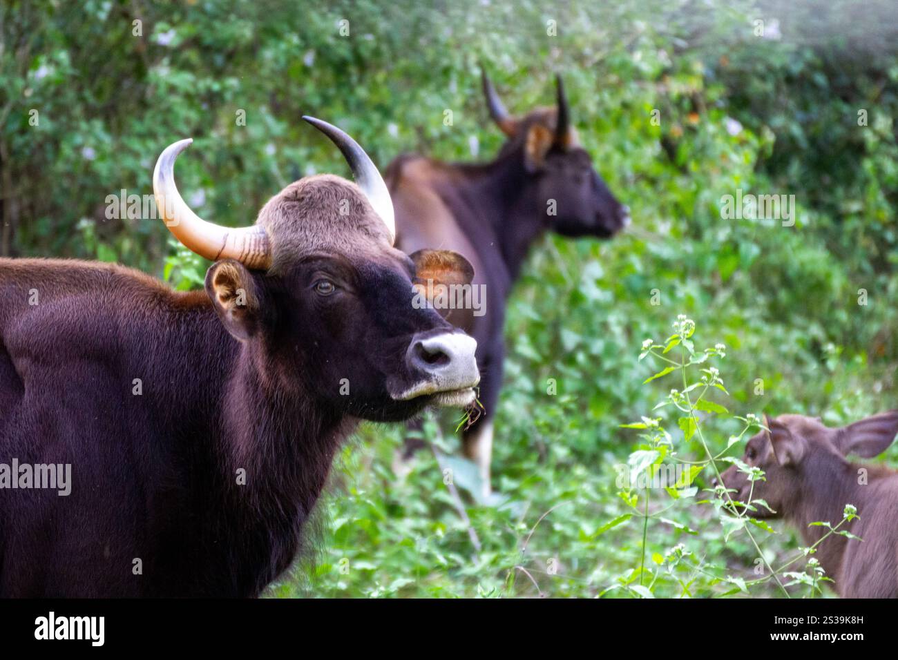 Primo piano di un Gaur conosciuto anche come Indian Bison Face durante un safari nella giungla. Foto Stock Primo piano di un Gaur conosciuto anche come Indian Bison Face durante un safari nella giungla. Foto Stock