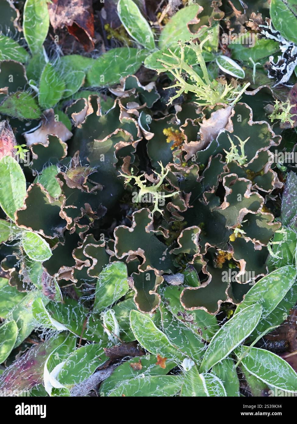 Peltigera malacea, comunemente nota come pelli senza vena o lichene di feltro, fungo lichenizzato proveniente dalla Finlandia Foto Stock