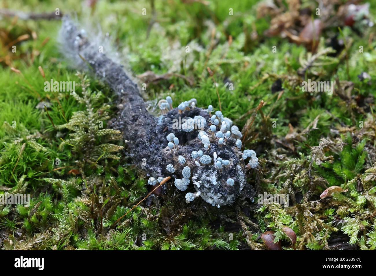 Penicillium vulpinum, un fungo asessuale che produce penicillina antibiotica, fungo ascomicete selvatico proveniente dalla Finlandia Foto Stock
