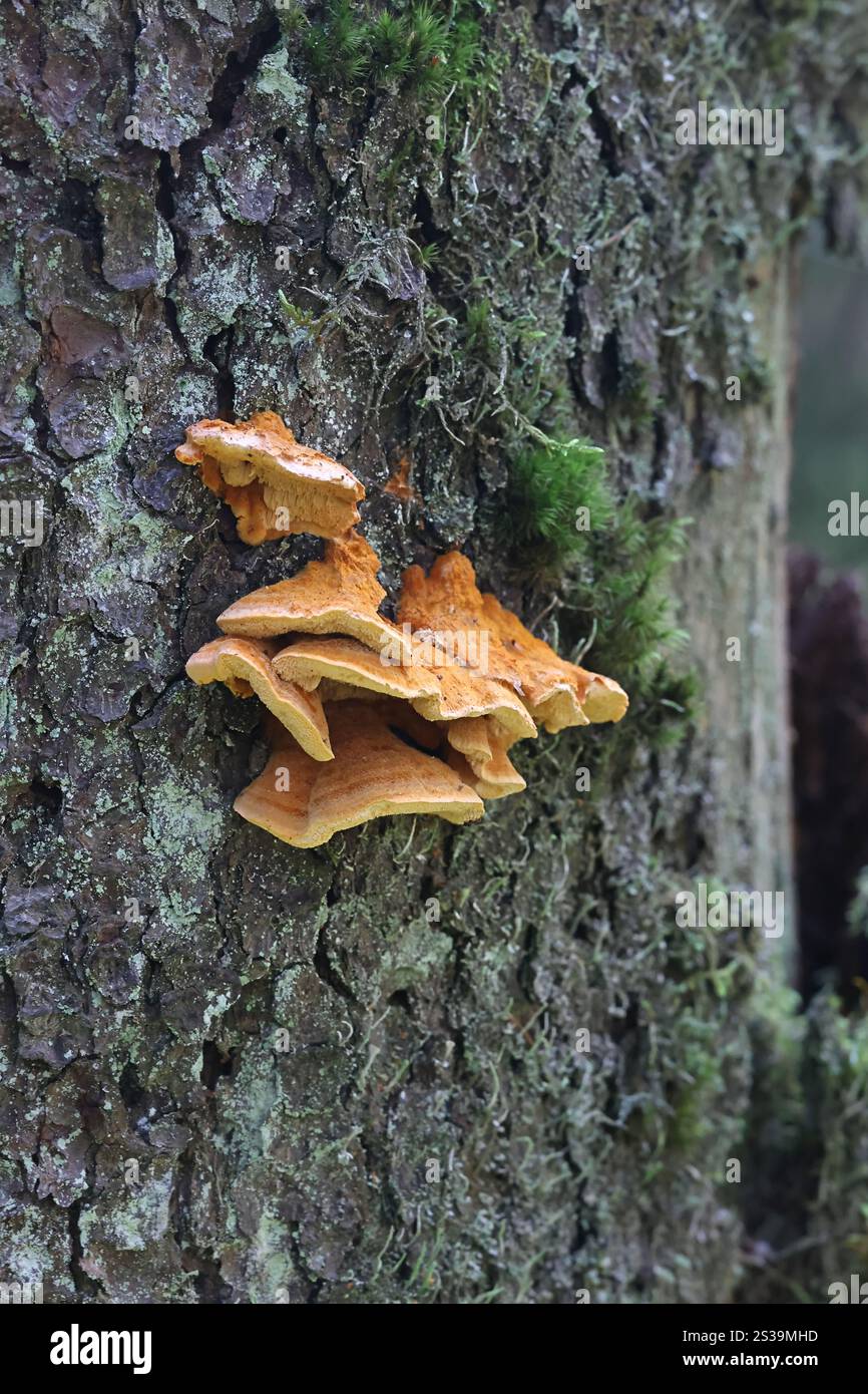 Pycnoporellus fulgens, Bracket fungus dalla Finlandia, nessun nome inglese comune Foto Stock