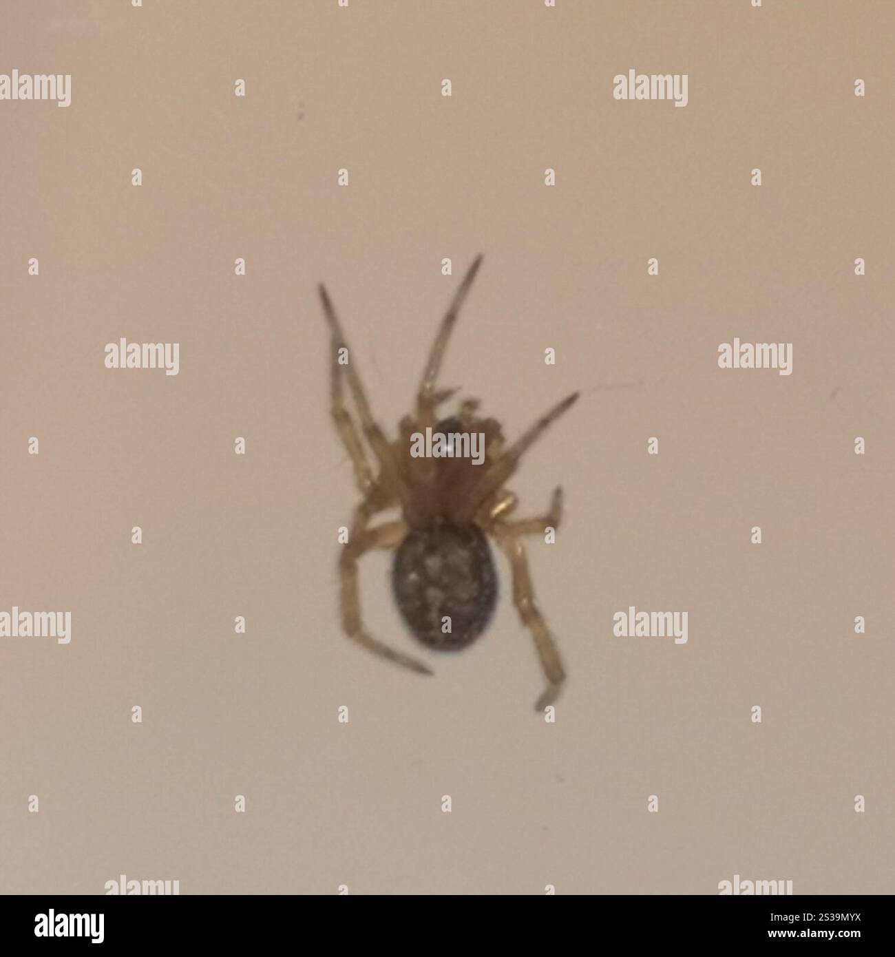 Ragno di coniglio Hutch (Steatoda bipunctata) Foto Stock
