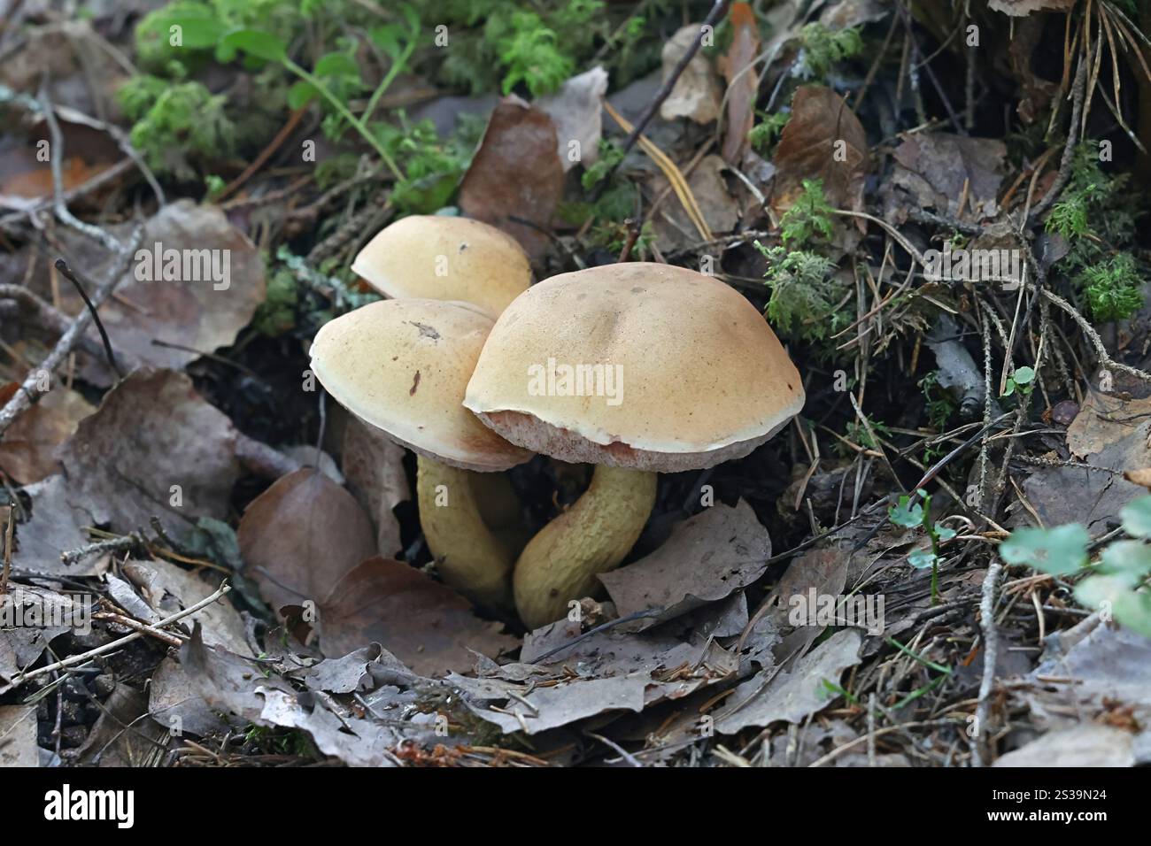 Bitter bolete, Tylopilus felleus, noto anche come bitter tylopilus, bolete fungo selvatico proveniente dalla Finlandia Foto Stock