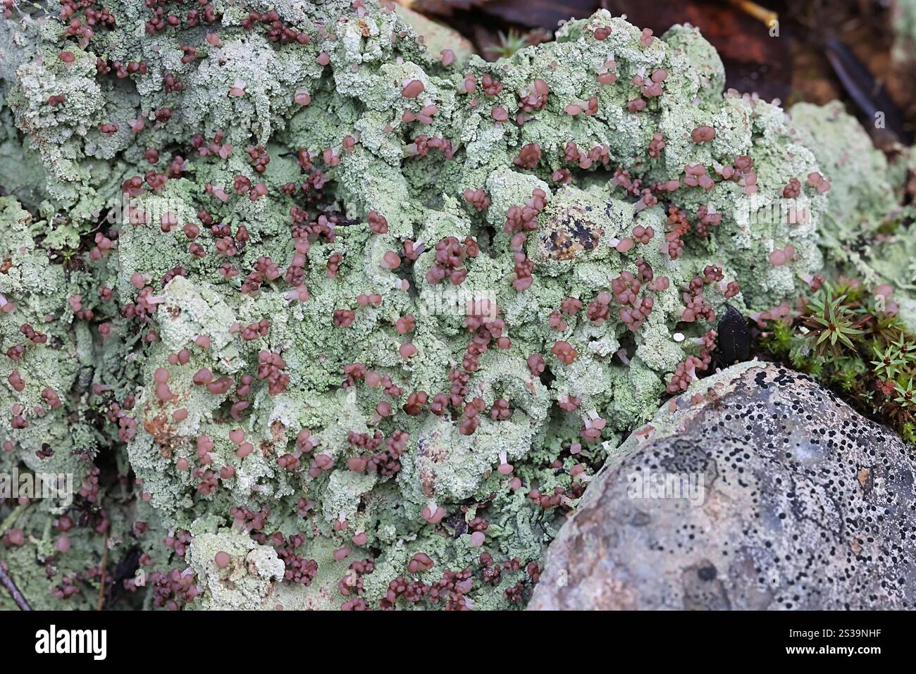 Baeomyces rufus, comunemente noto come lichen berretto bruno, un lichen berretto proveniente dalla Finlandia Foto Stock