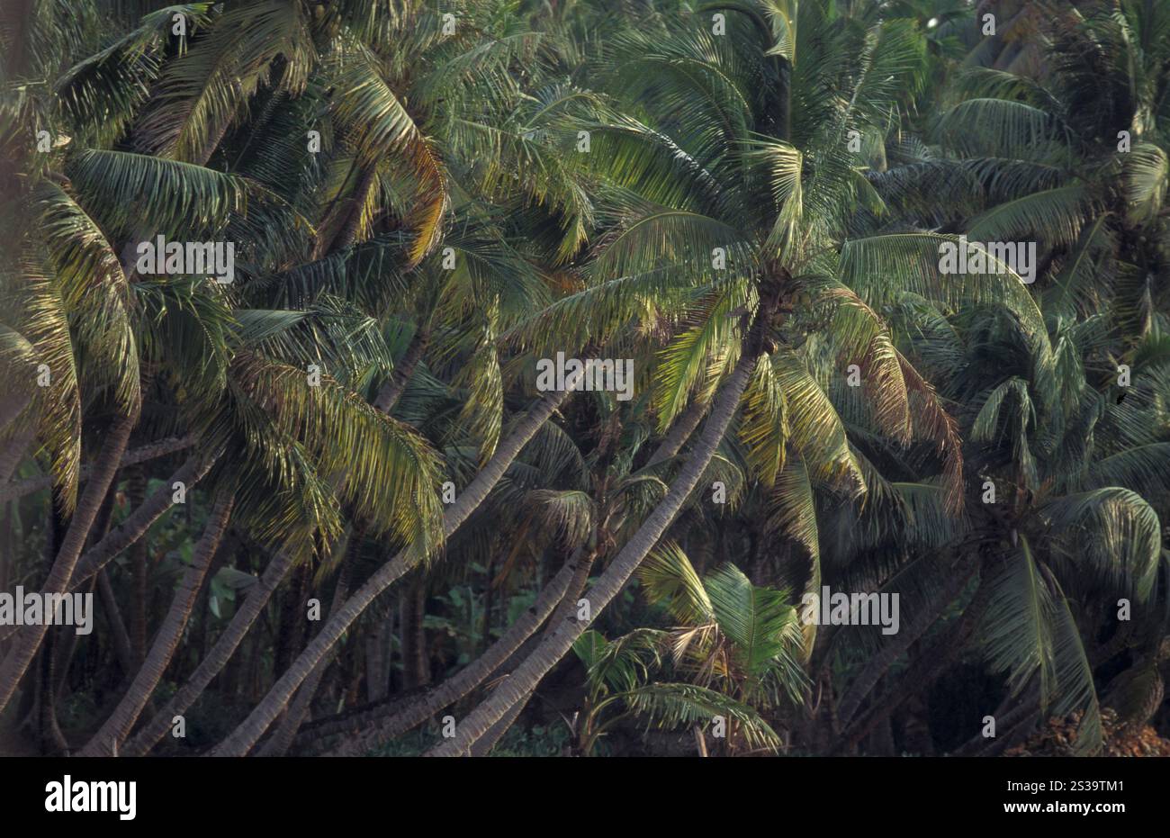 Una palma in un canale nelle lagune e Backwater sulla costa vicino alla città di Kochi o Cochin nella provincia del Kerala in India. India, Cochin, Foto Stock