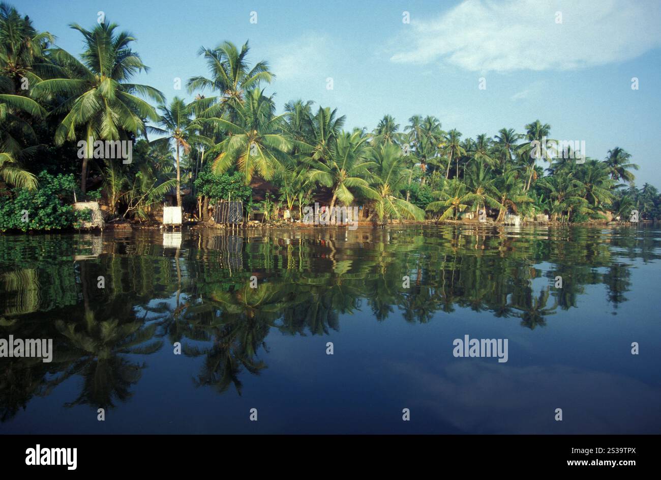 Palme in un canale nelle lagune e Backwater sulla costa vicino alla città di Kochi o Cochin nella provincia del Kerala in India. India, Cochin, Foto Stock
