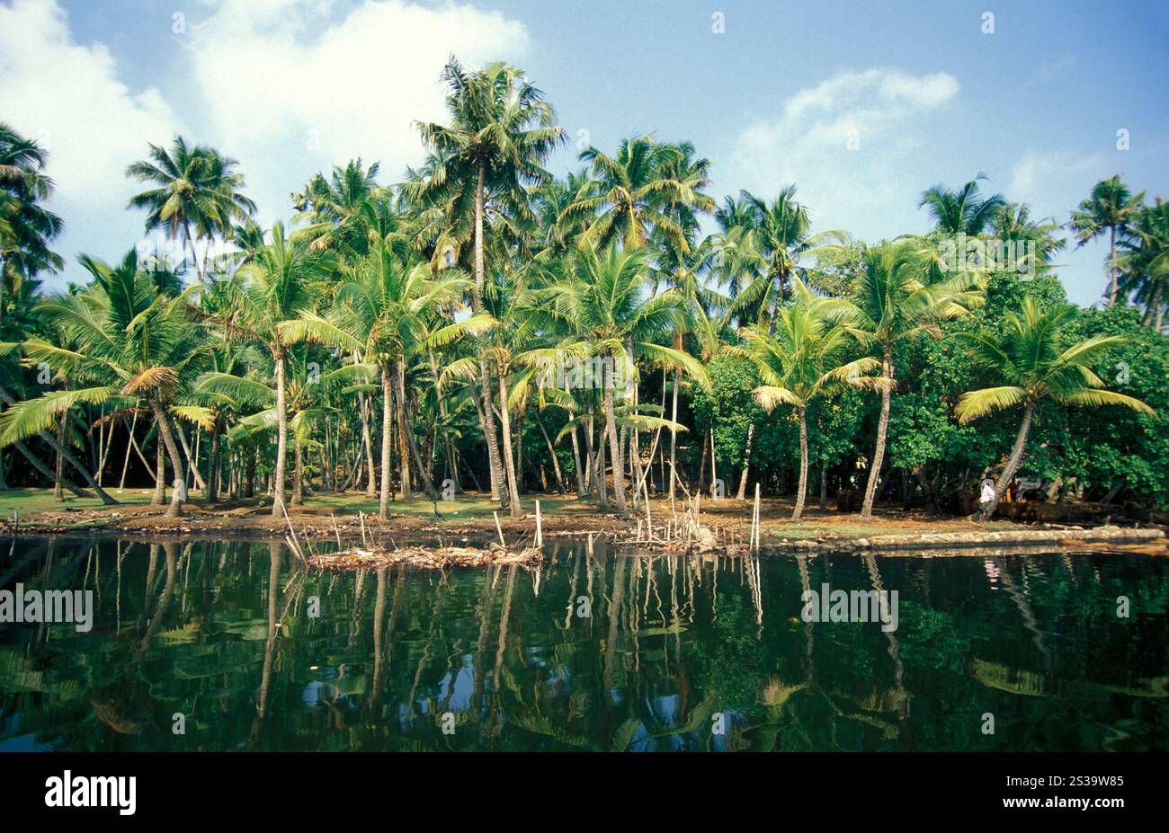 Palme in un canale nelle lagune e Backwater sulla costa vicino alla città di Kochi o Cochin nella provincia del Kerala in India. India, Cochin, Foto Stock