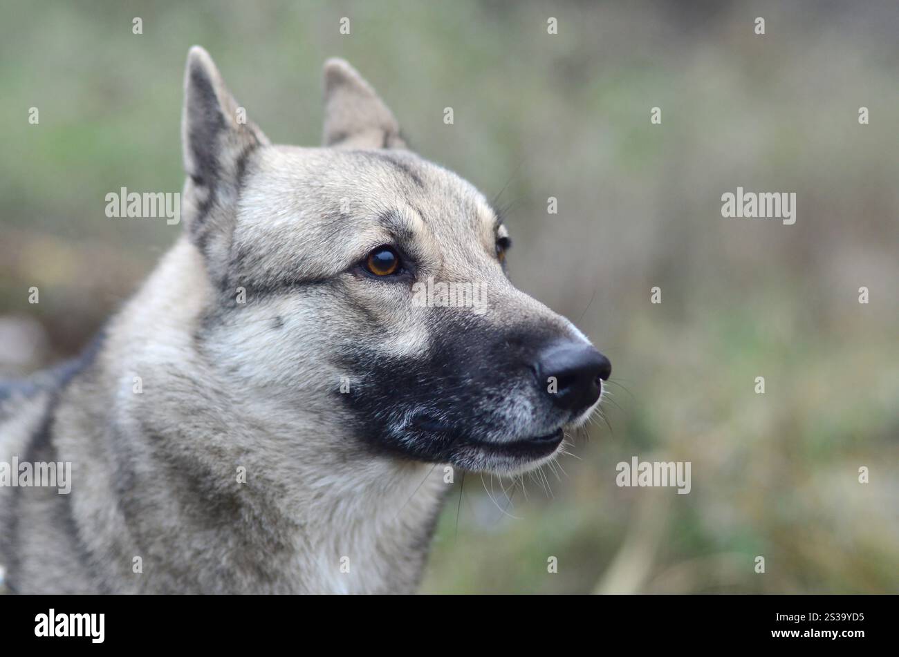 Ritratto di una razza di cane Laika siberiana occidentale con sfondo verde in serata. Ritratto di un cane di razza Laika siberiana occidentale con campo verde Foto Stock