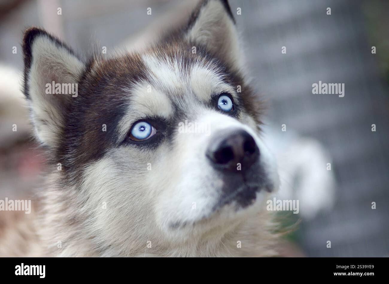 Alaskan Malamute con gli occhi blu. Il Malamute artico è un cane di dimensioni abbastanza grandi, progettato per lavorare nell'imbracatura, uno dei più antichi Foto Stock