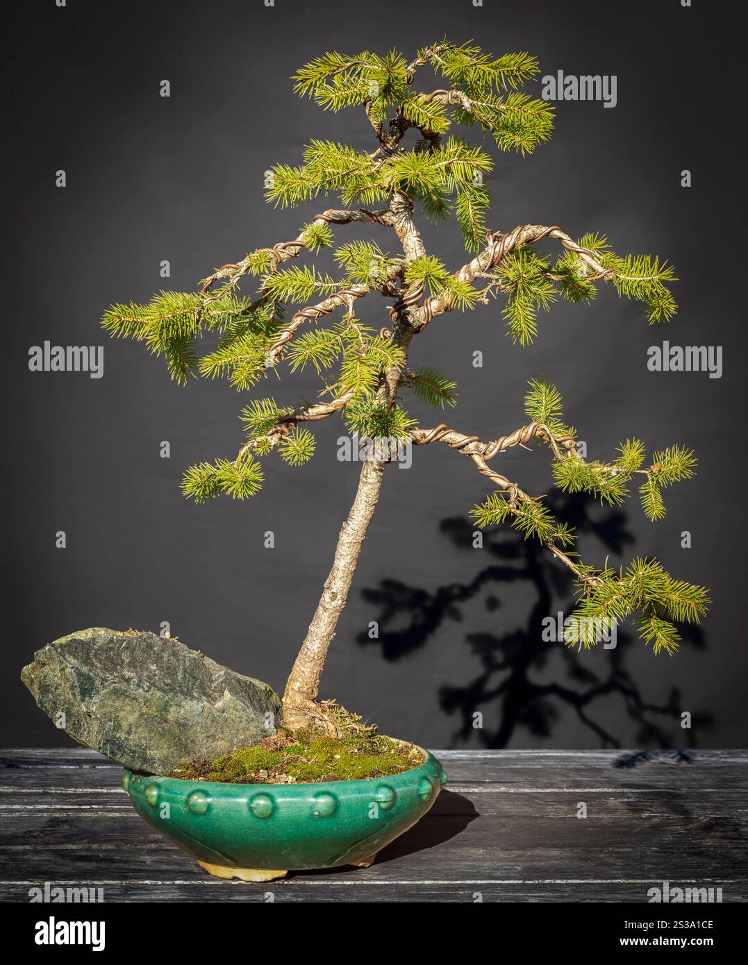 Bonsai di abete bianco (picea glauca). Stile Moyogi. Foto Stock