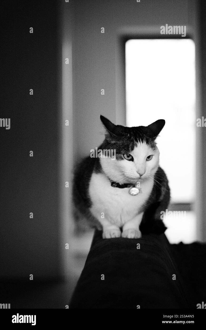 Una foto in bianco e nero con un gatto seduto sul bordo di un divano Foto Stock