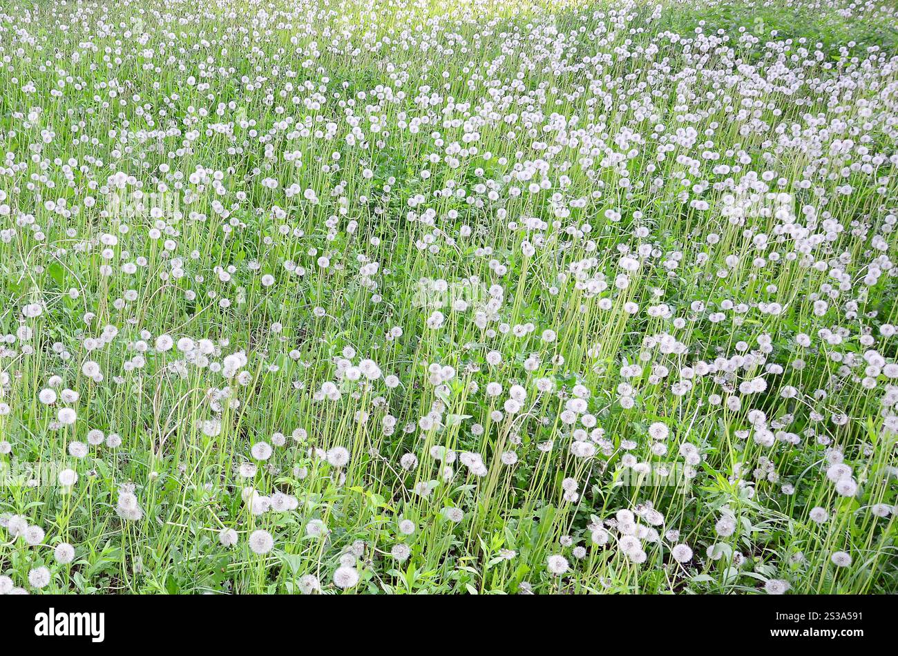 I morbidi leoni bianchi fioriscono in natura, sfondo naturale. Molti fiori nel prato verde da vicino. Messa a fuoco selettiva. Fiori di leoni bianchi soffici Foto Stock