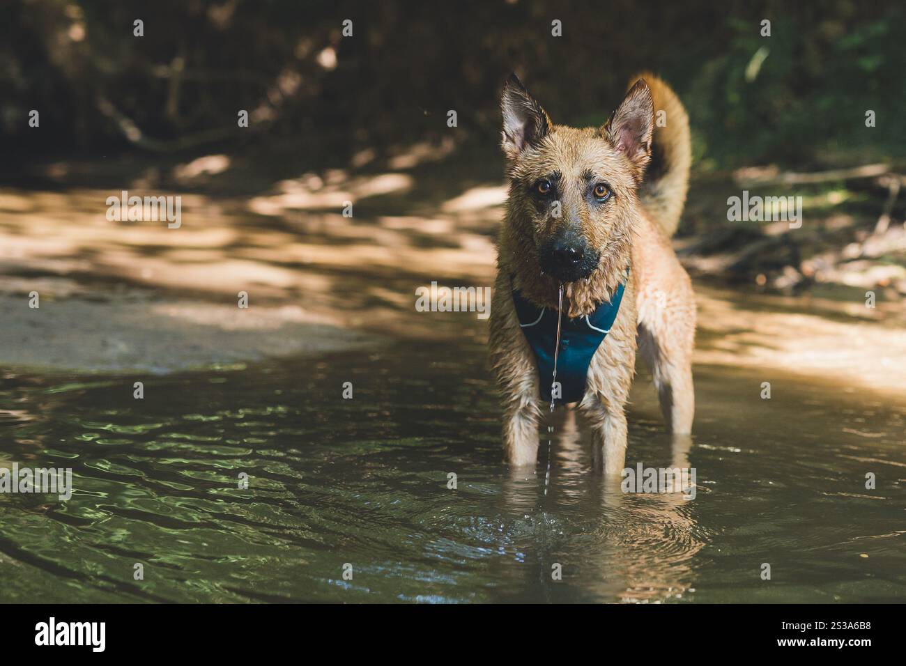Lo zenzero è in piedi nel fiume e fissa la macchina fotografica Foto Stock