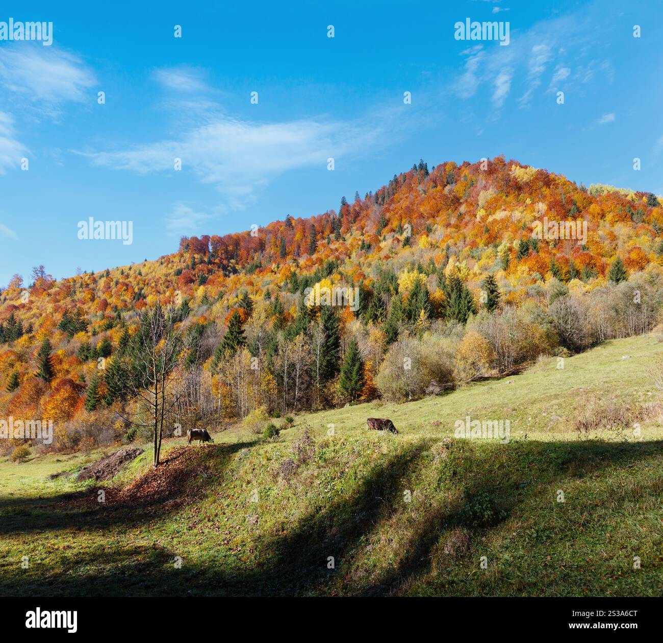Paesaggio autunnale dei Carpazi con alberi multicolori giallo-arancio-rosso-marrone sul pendio (Transcarpathia, Ucraina). Mucche su pascolo erboso. Foto Stock