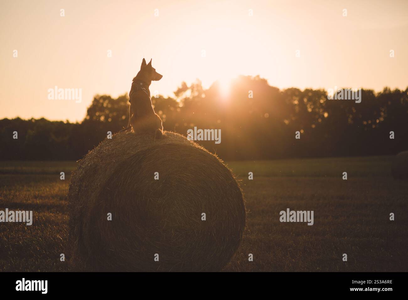 Il cane è seduto sul pagliaio Foto Stock