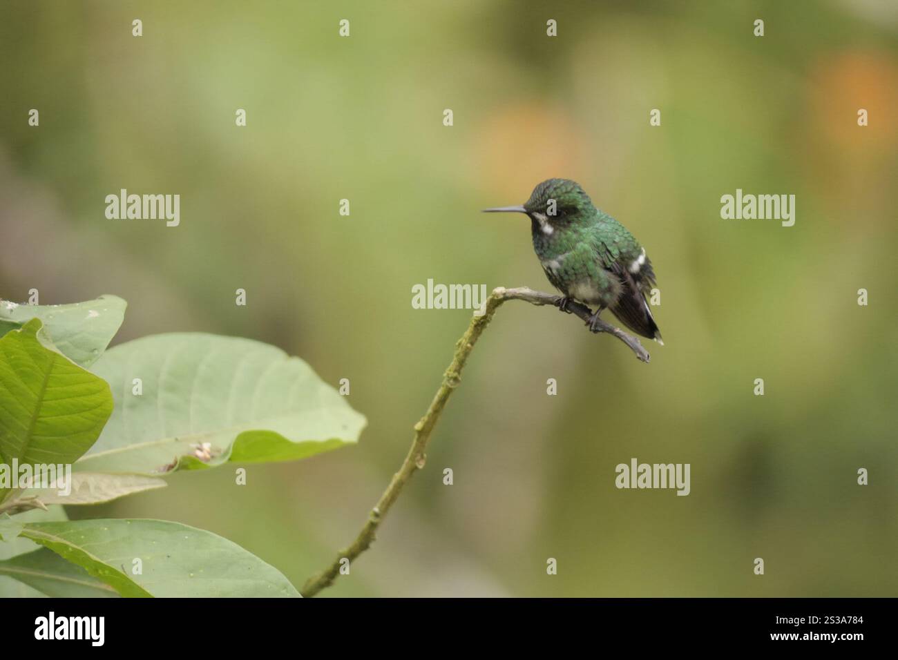 Coda di rondine verde (Discosura conversii) Foto Stock