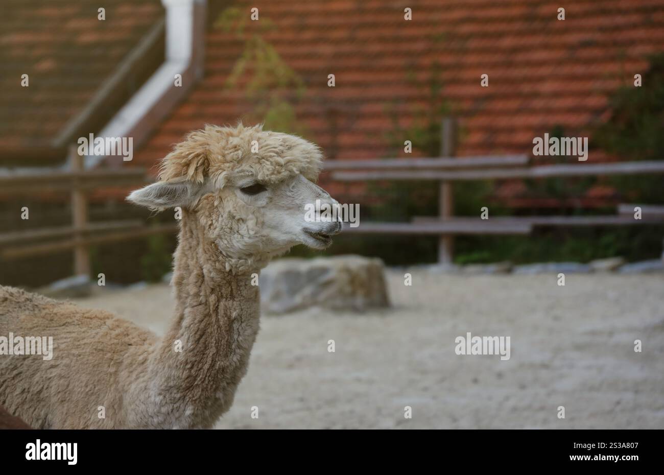 Llama alpaca nello zoo, animale soffice e carino da vicino. Llama alpaca nello zoo, animale soffice e carino Foto Stock