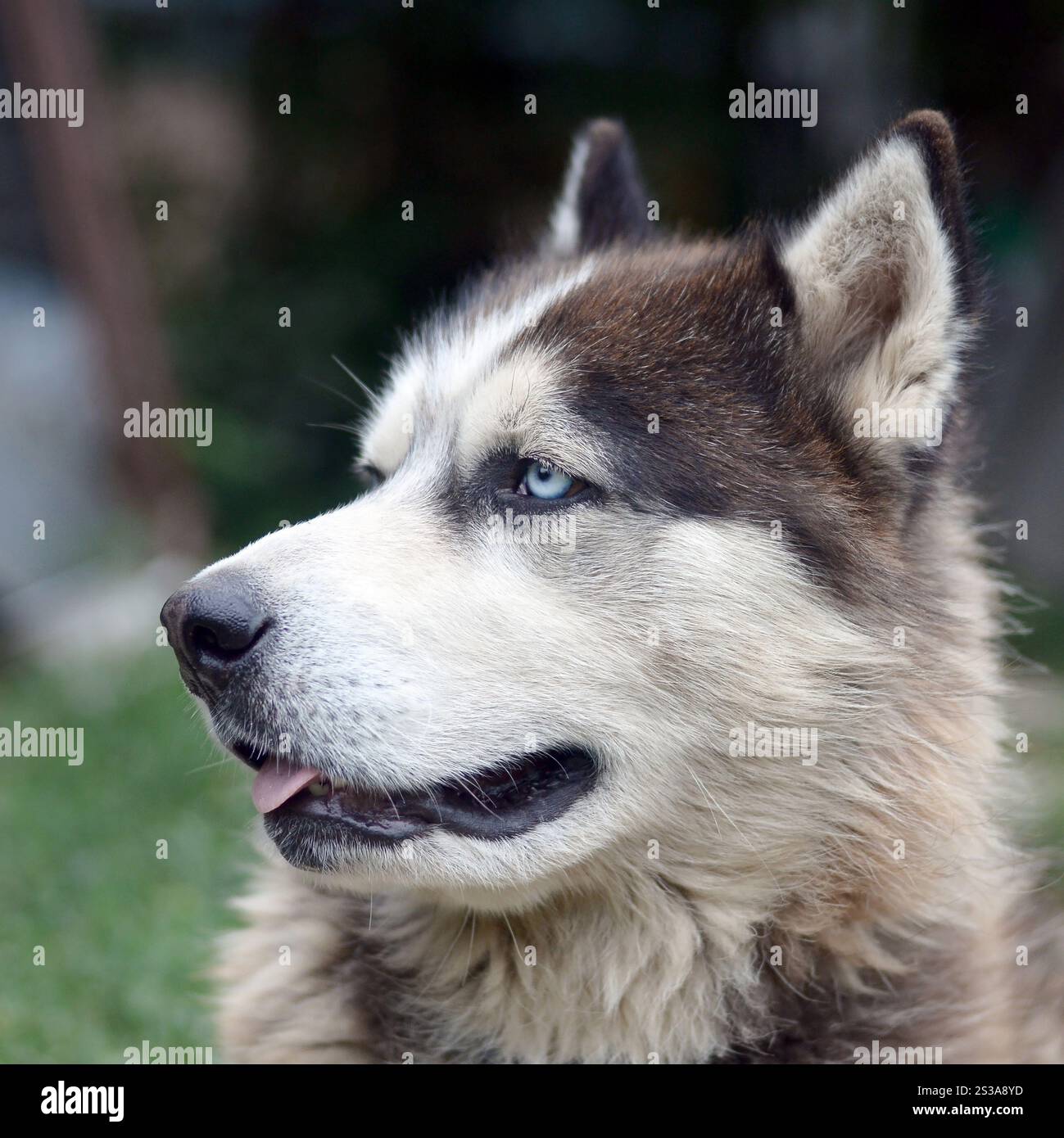 Alaskan Malamute con gli occhi blu. Il Malamute artico è un cane di dimensioni abbastanza grandi, progettato per lavorare nell'imbracatura, uno dei più antichi Foto Stock