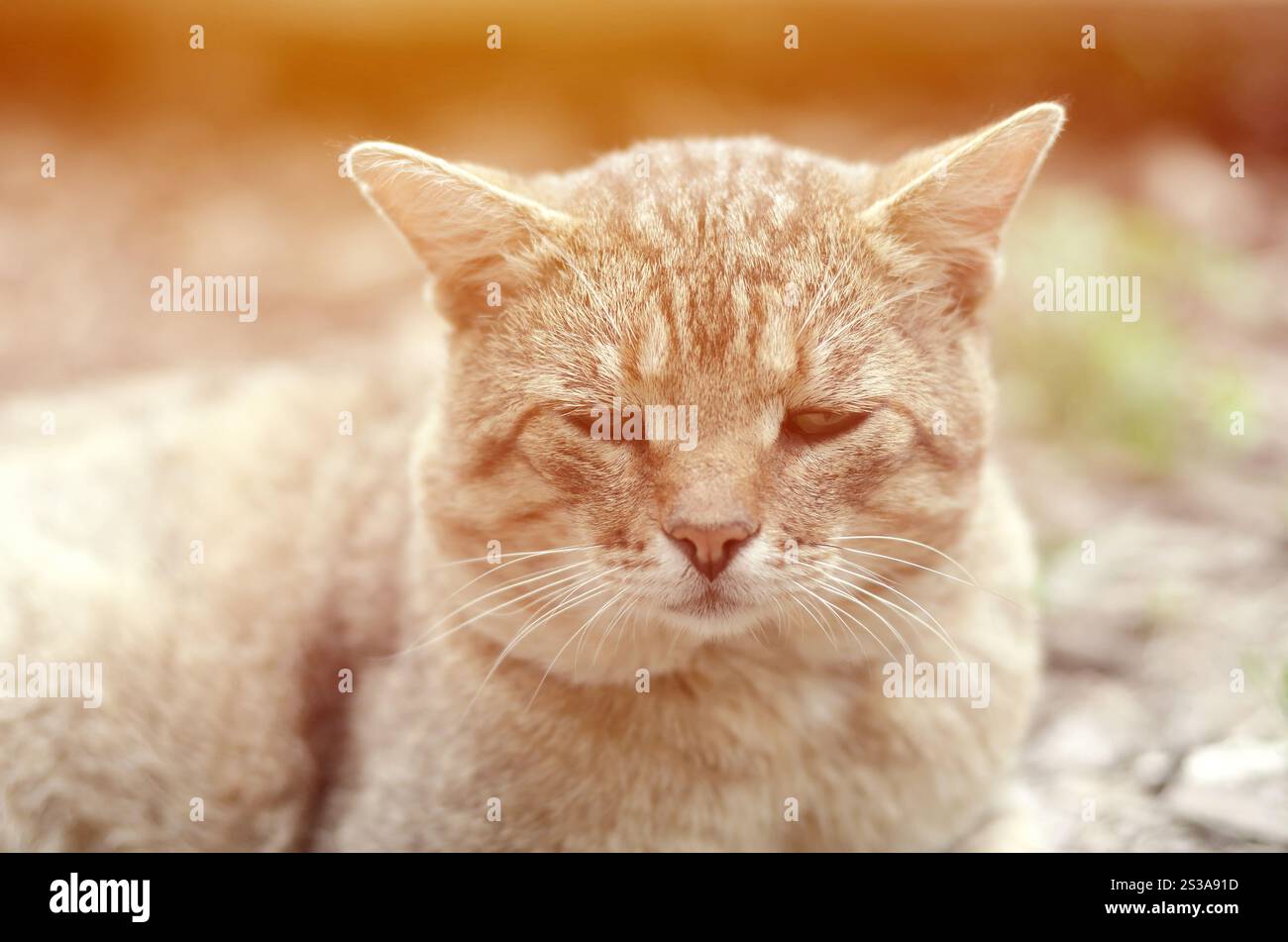 Ritratto muso di un gatto tabby a righe grigie con occhi verdi, messa a fuoco selettiva. Un concetto di umore triste. Triste ritratto alla museruola di un gatto tabby a righe grigie con Foto Stock