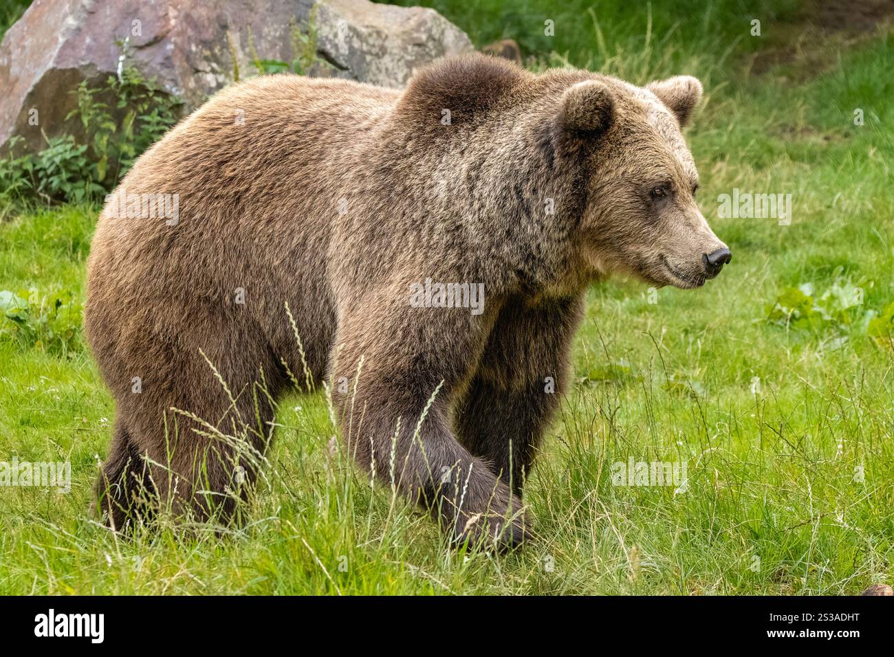 Eurasian orso bruno Foto Stock