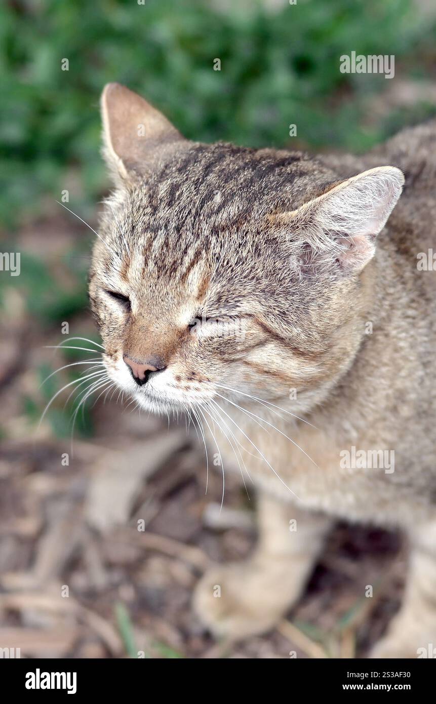 Ritratto muso di un gatto tabby a righe grigie con occhi verdi, messa a fuoco selettiva. Un concetto di umore triste. Triste ritratto alla museruola di un gatto tabby a righe grigie con Foto Stock