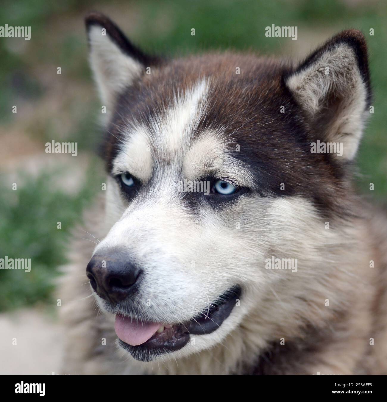 Alaskan Malamute con gli occhi blu. Il Malamute artico è un cane di dimensioni abbastanza grandi, progettato per lavorare nell'imbracatura, uno dei più antichi Foto Stock