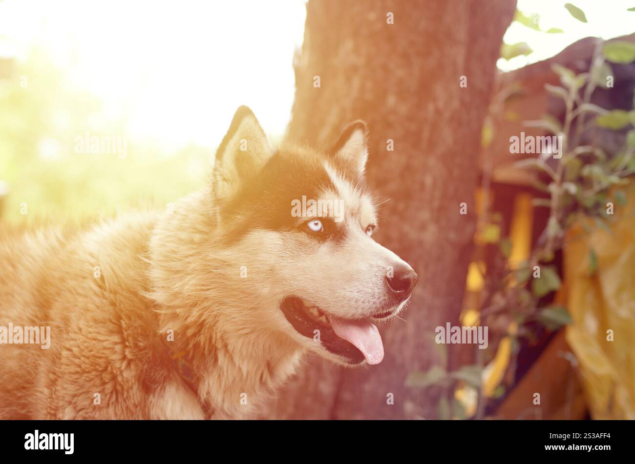 Alaskan Malamute con gli occhi blu. Il Malamute artico è un cane di dimensioni abbastanza grandi, progettato per lavorare nell'imbracatura, uno dei più antichi Foto Stock