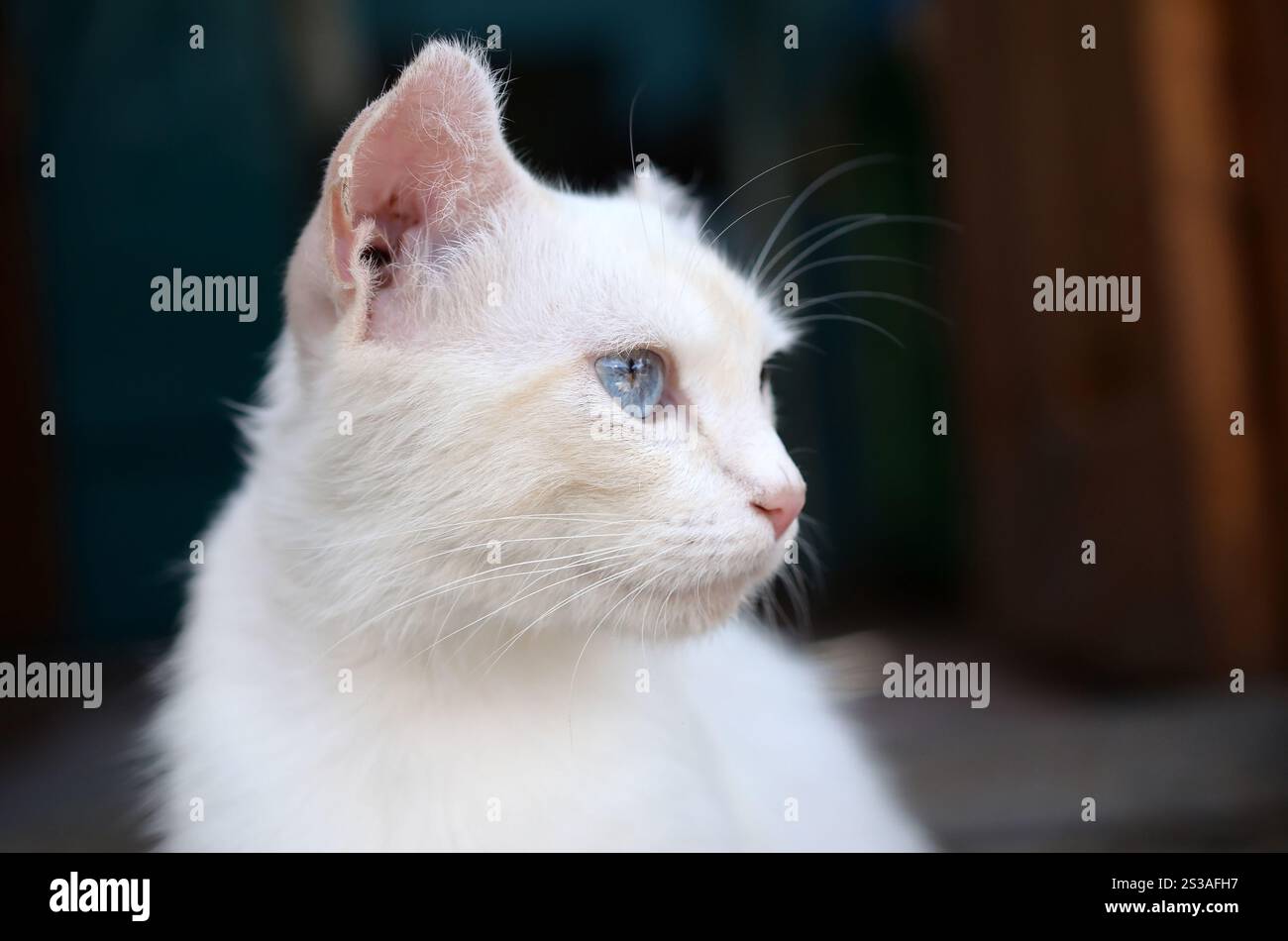 Un gatto bianco puro con occhi blu turchese e orecchie rosa difettose all'aperto. Gatto bianco puro con occhi blu turchese e orecchie rosa difettose Foto Stock