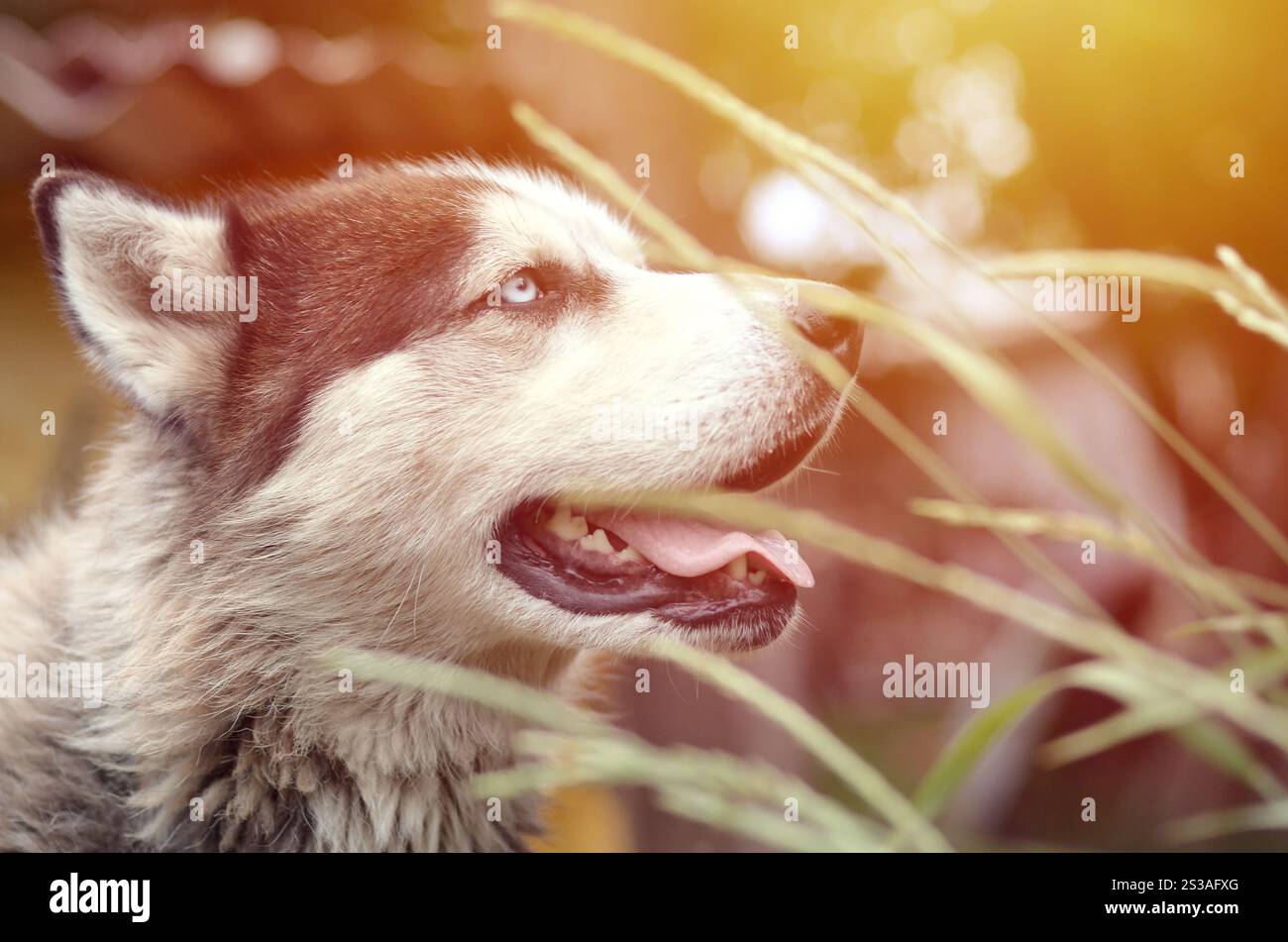 Arctic Malamute con occhi blu che mettono a fuoco il ritratto a distanza ravvicinata attraverso i gambi di erba verde con messa a fuoco selettiva. Arctic Malamute è un posto meraviglioso Foto Stock