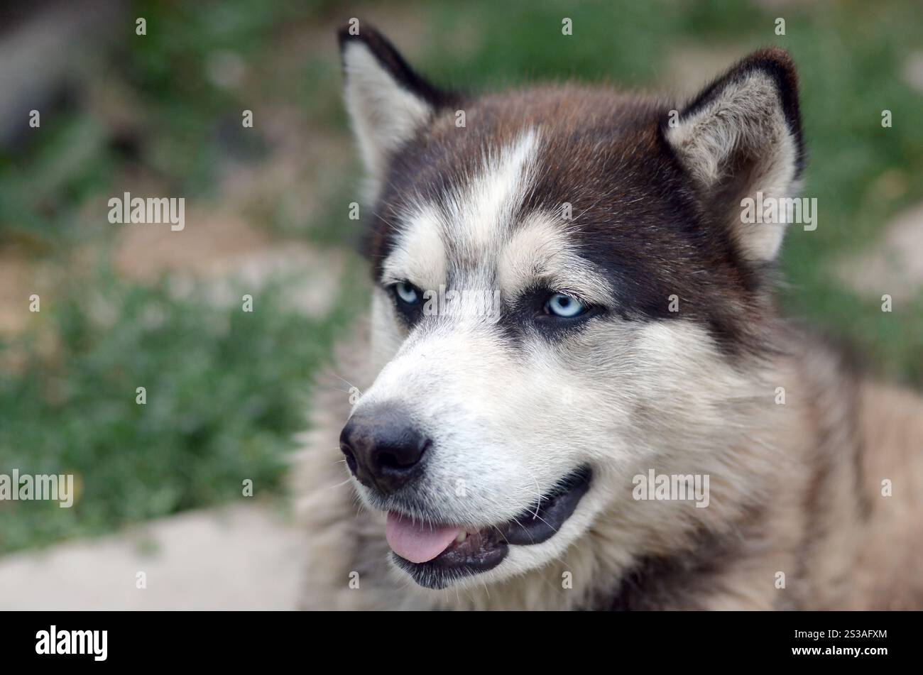 Alaskan Malamute con gli occhi blu. Il Malamute artico è un cane di dimensioni abbastanza grandi, progettato per lavorare nell'imbracatura, uno dei più antichi Foto Stock