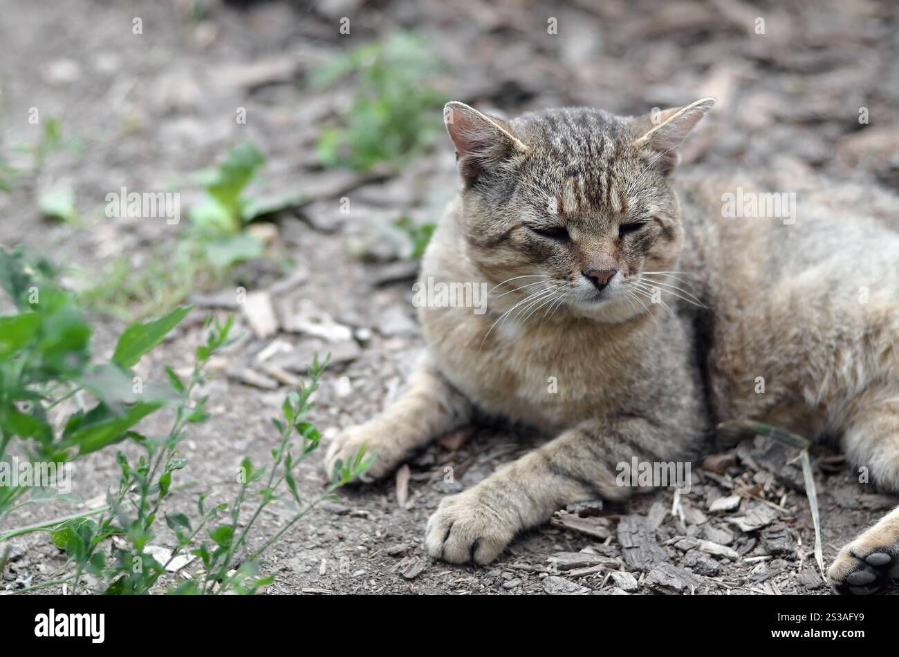 Ritratto muso di un gatto tabby a righe grigie con occhi verdi, messa a fuoco selettiva. Un concetto di umore triste. Triste ritratto alla museruola di un gatto tabby a righe grigie con Foto Stock