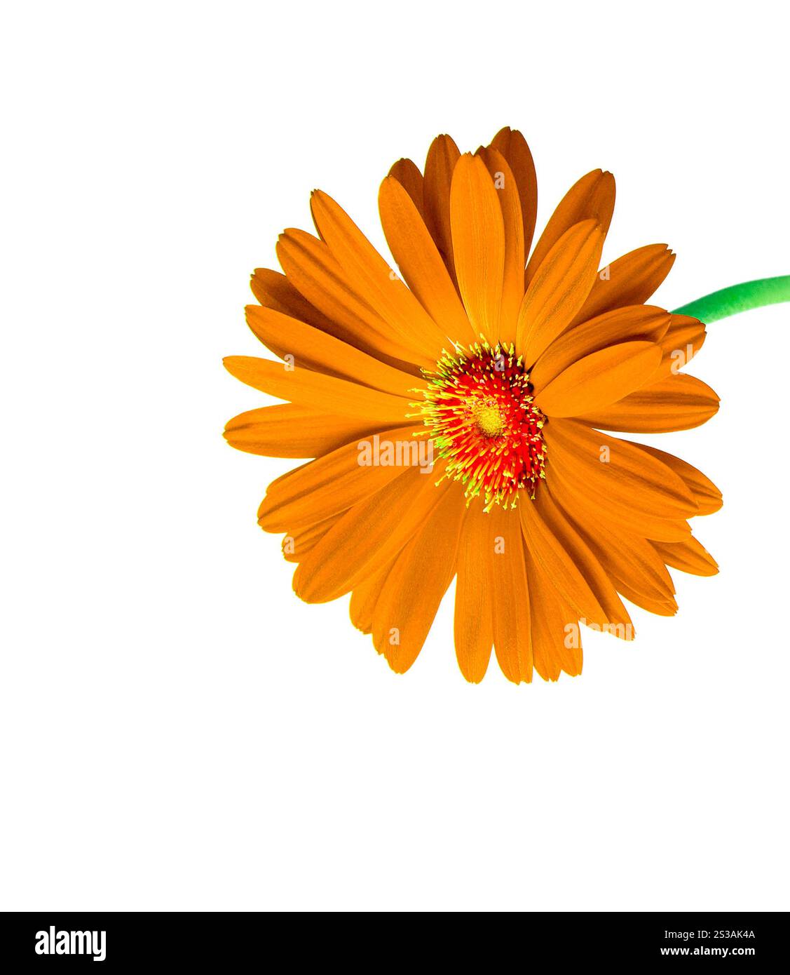 Fiore di arancia isolati su sfondo bianco Foto Stock