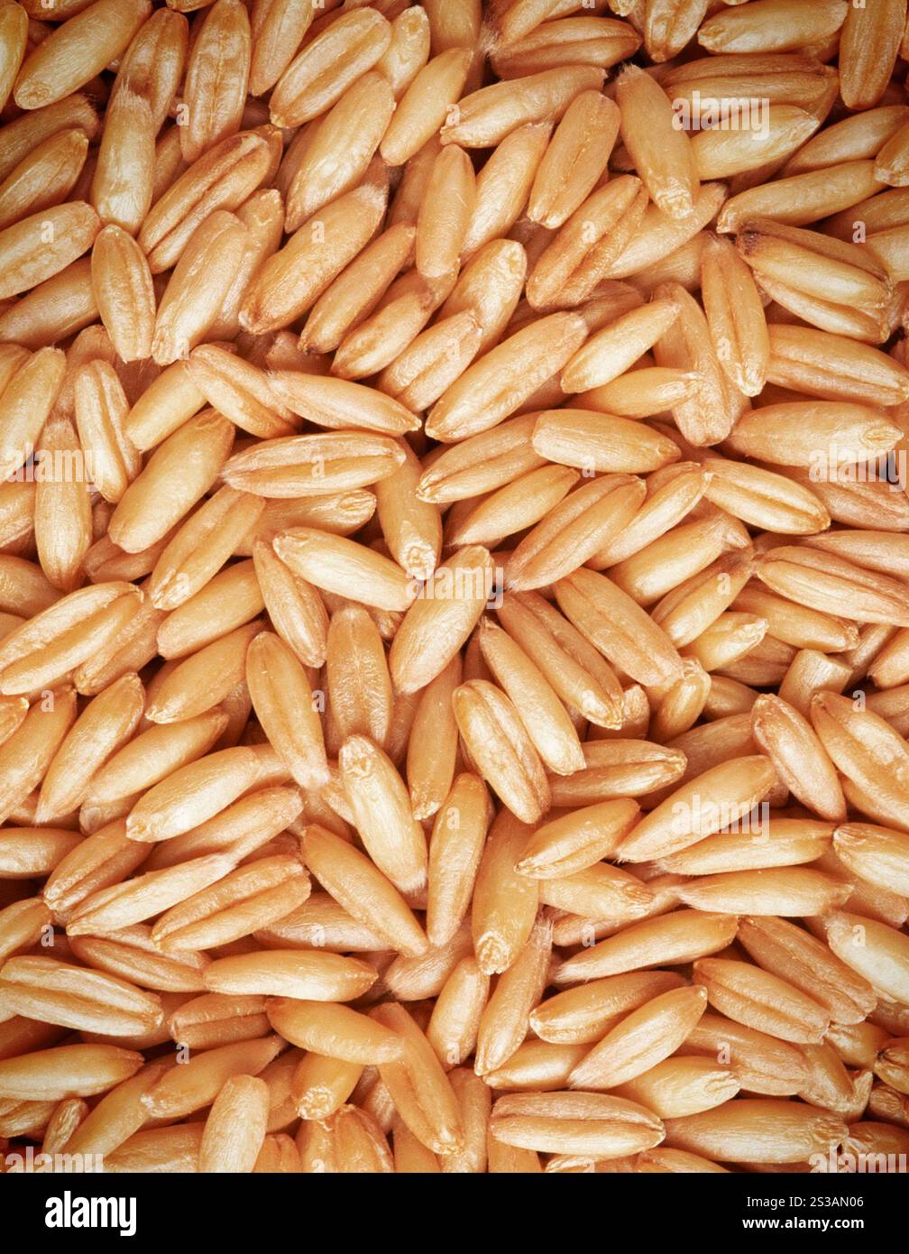 Grani di frumento intero primo piano sfondo. Primo piano sui chicchi di frumento intero Foto Stock