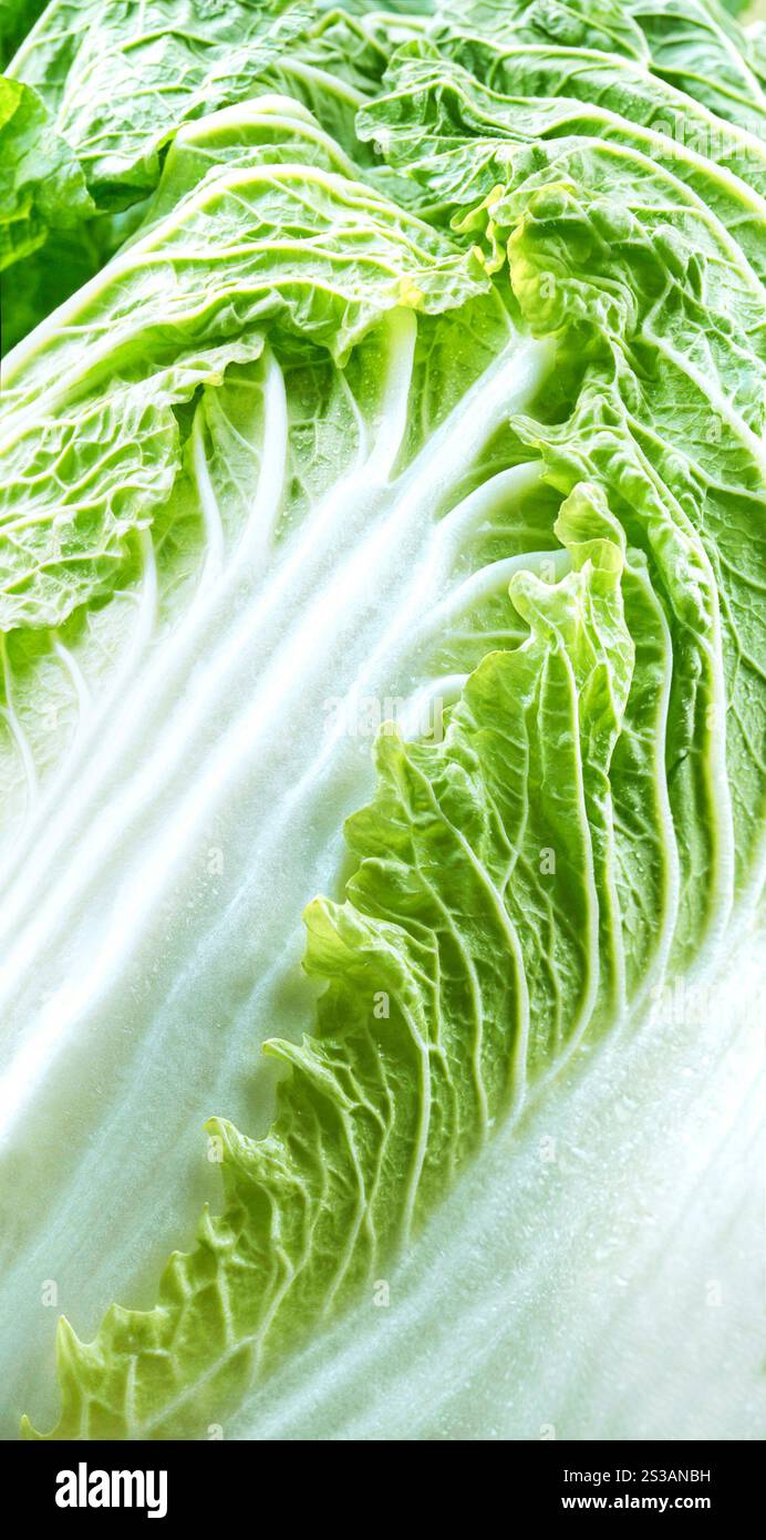 Primo piano di cavolo cinese Foto Stock