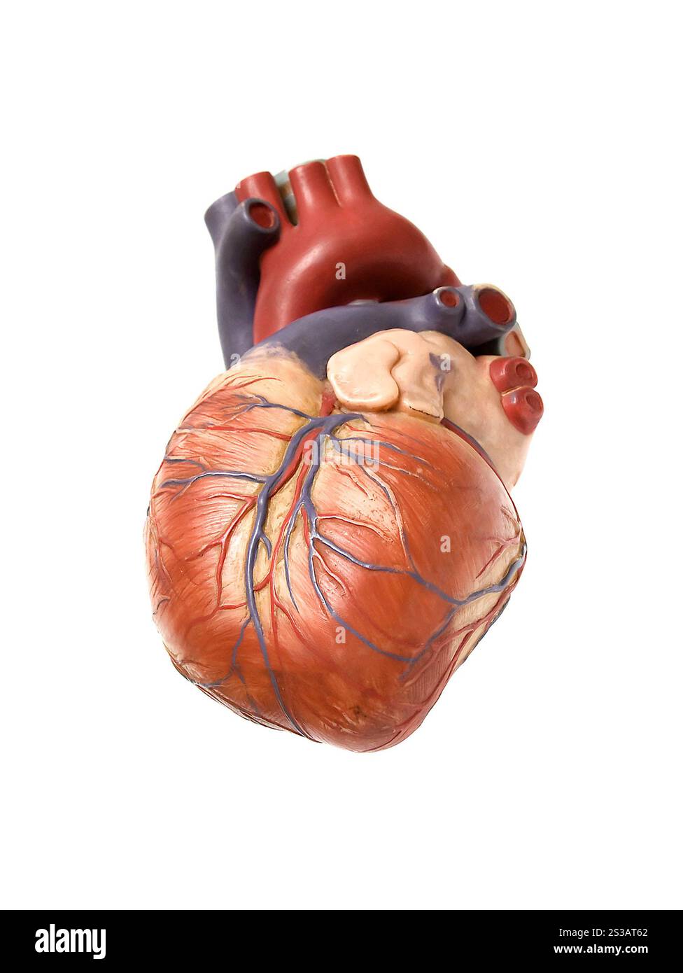 cuore artificiale isolato su sfondo bianco. cuore artificiale Foto Stock