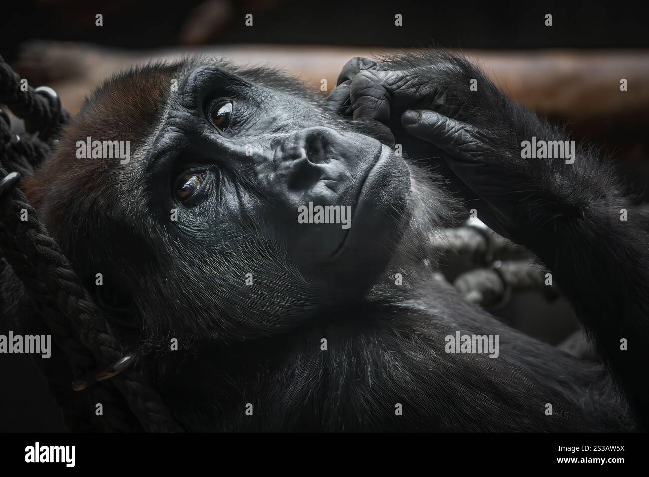 Ritratto di gorilla Foto Stock