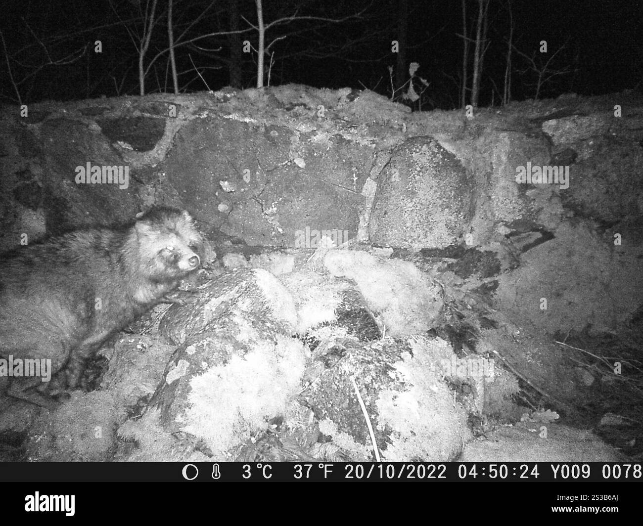 Cane da procione (Nyctereutes procyonoides) Foto Stock