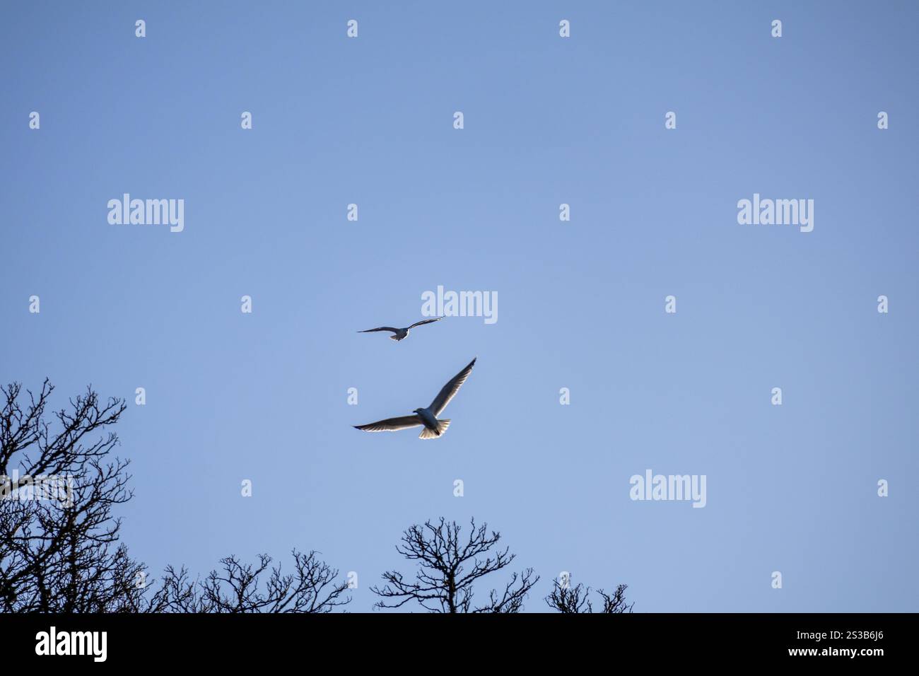 Un maestoso gabbiano si libra attraverso un cielo blu. Foto ravvicinata. Foto Stock