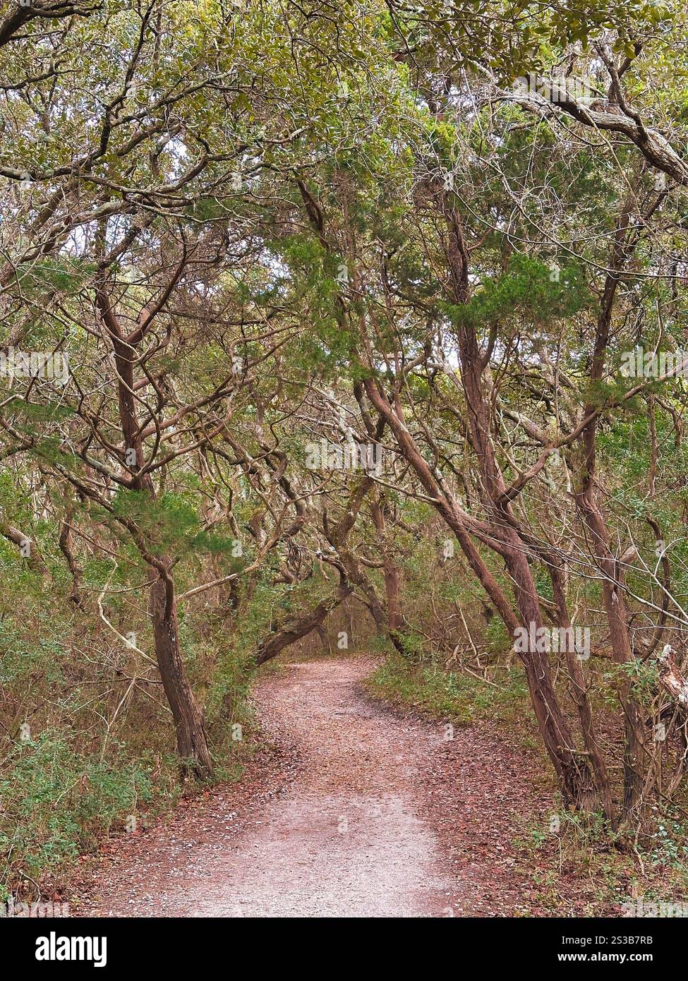 Un tranquillo sentiero sterrato si snoda attraverso una fitta foresta costiera con alberi di quercia vivi storti e contorti che formano un tunnel naturale sopra la testa Foto Stock