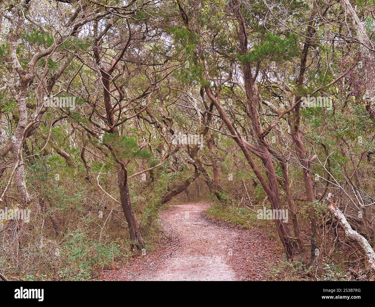 Un tranquillo sentiero sterrato si snoda attraverso una fitta foresta costiera con alberi di quercia vivi storti e contorti che formano un tunnel naturale sopra la testa Foto Stock