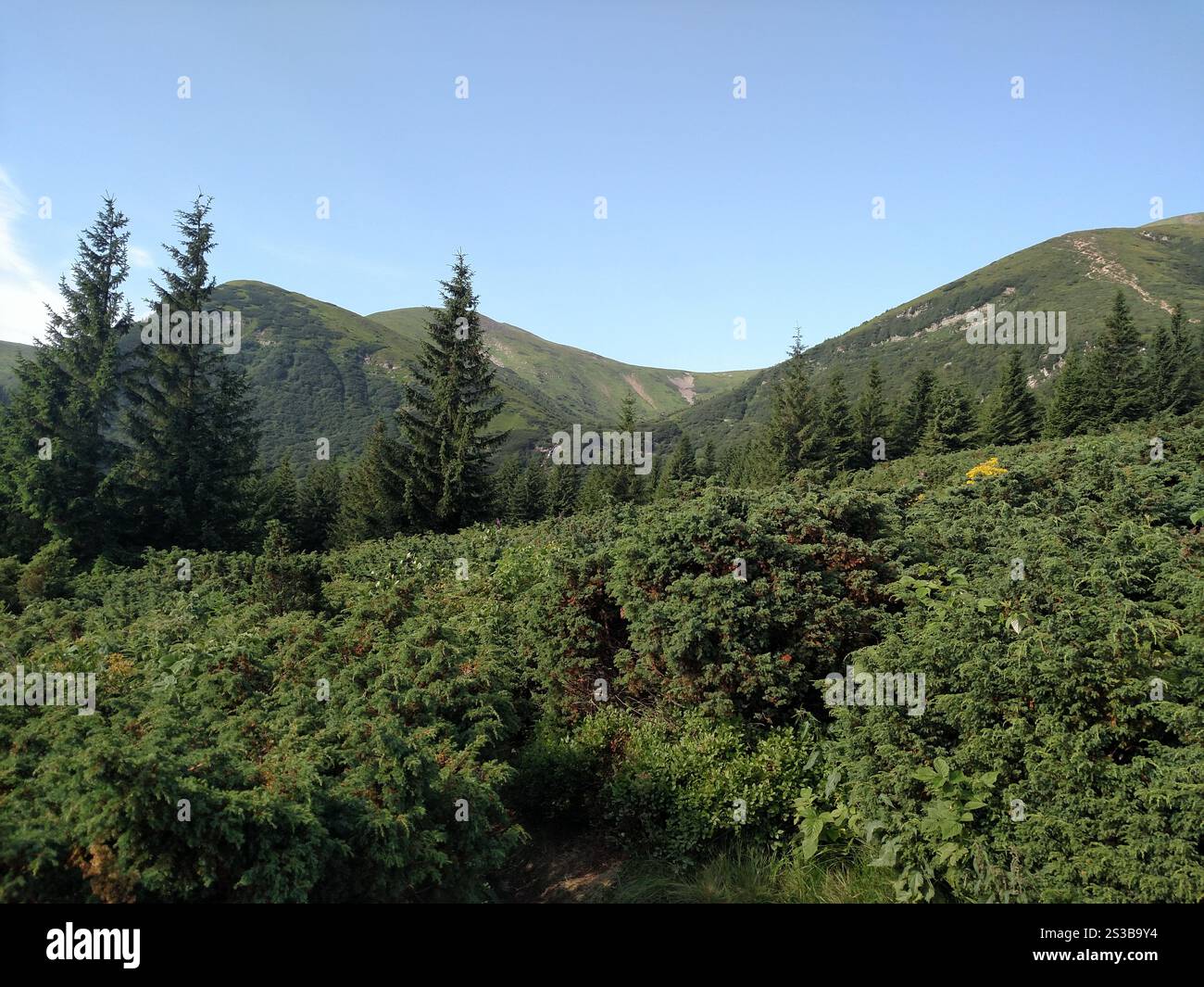 Ginepri piante di alberi di Natale che crescono su una montagna guarda da un angolo orizzontale Foto Stock