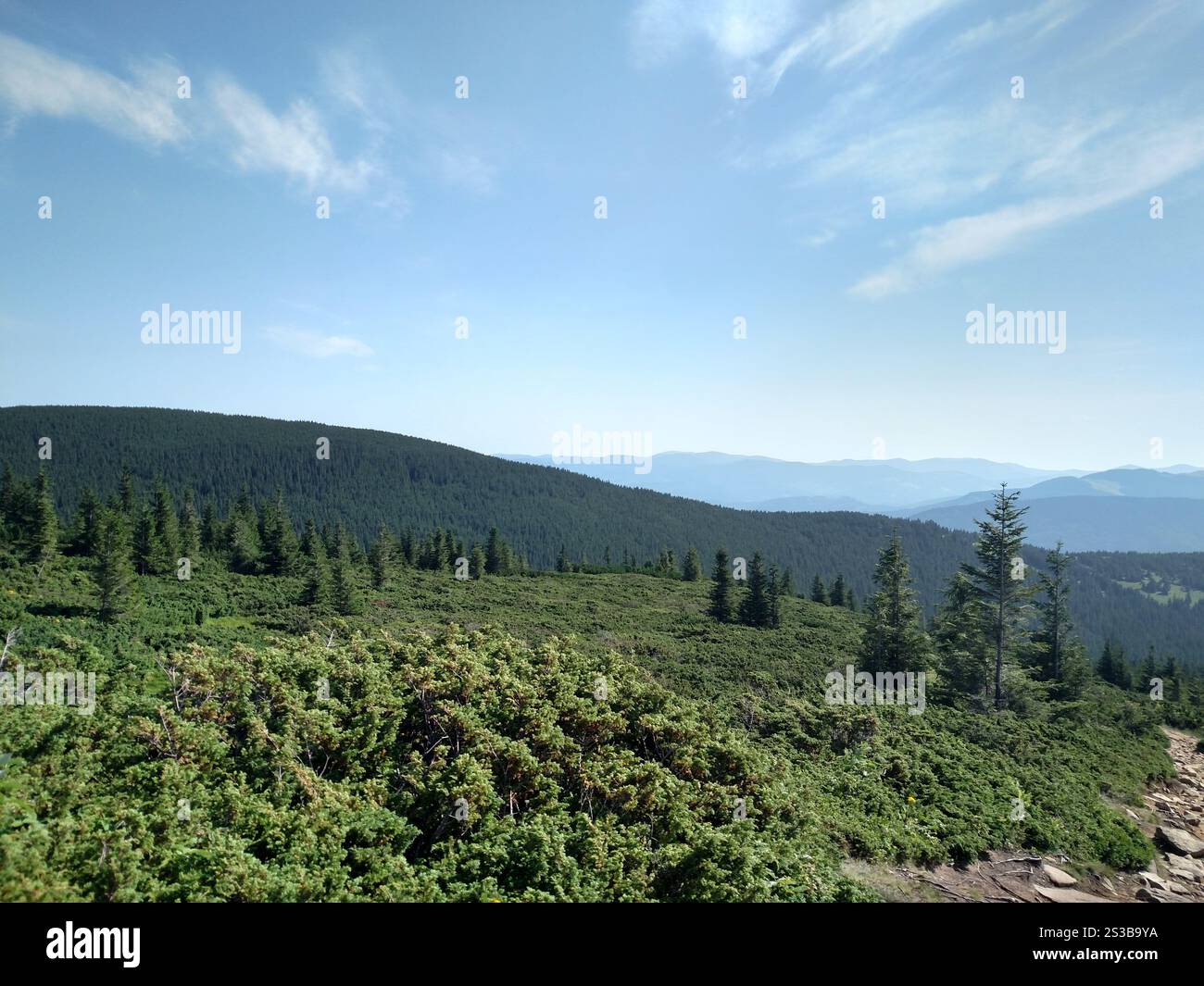 Ginepri piante di alberi di Natale che crescono su una montagna guarda da un angolo orizzontale Foto Stock